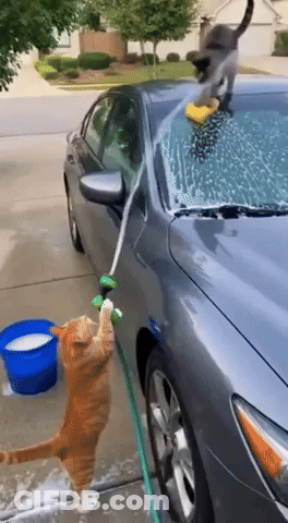 Cat Washing Car With Hose And Sponge GIF