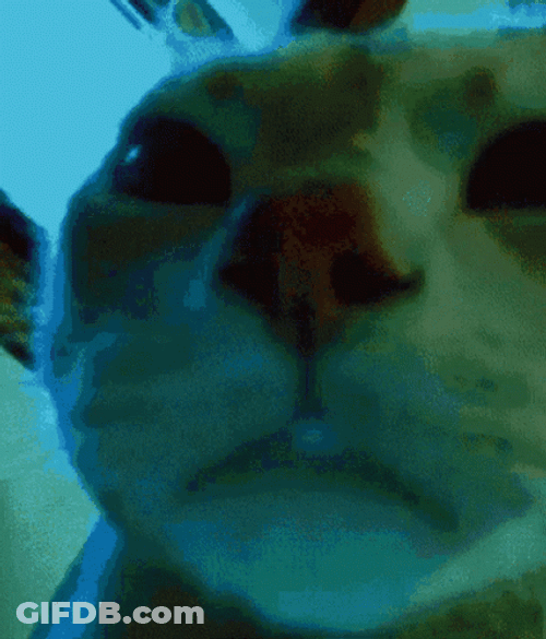 Cat Watching Dancing Alien GIF