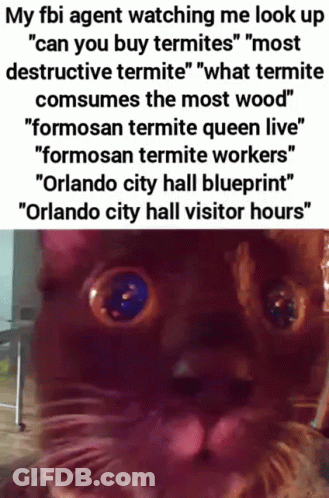 Cat Watching Me Look Up GIF