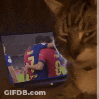 Cat Watching Soccer On TV GIF