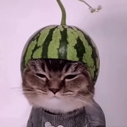 Cat Watermelon Helmet GIF