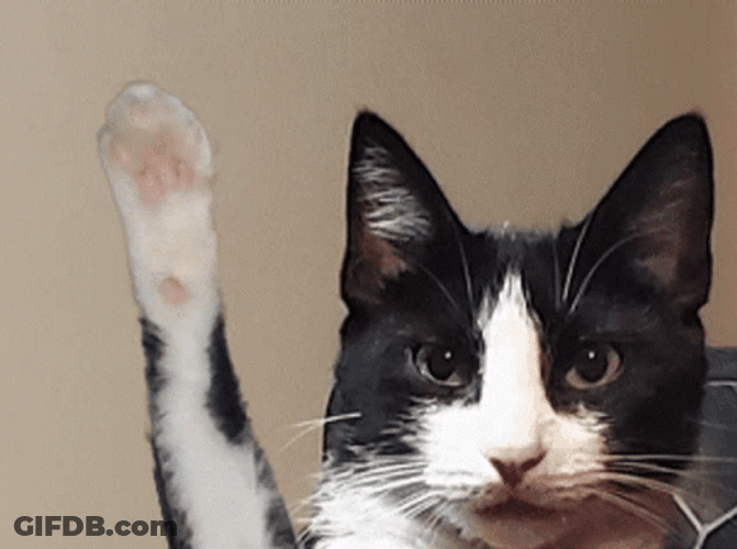 Cat Waving Eyes Focused GIF
