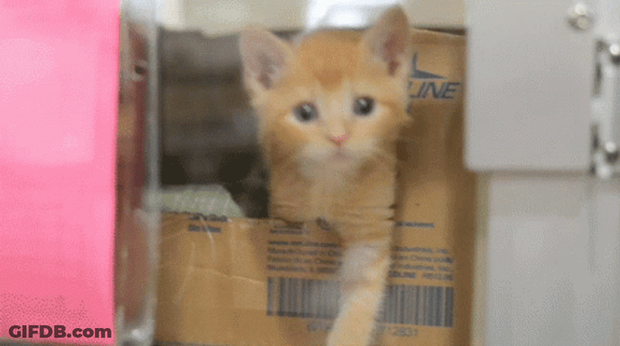 Cat Waving From Inside GIF
