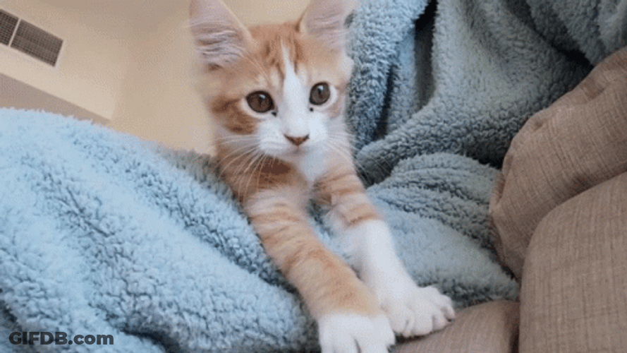 Cat Waving Ginger Colored GIF