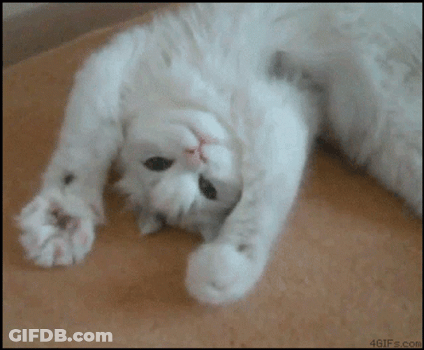 Cat Waving Left And Right Paws GIF