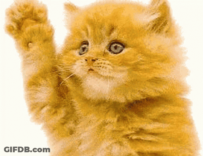 Cat Waving Only Paws Moving GIF