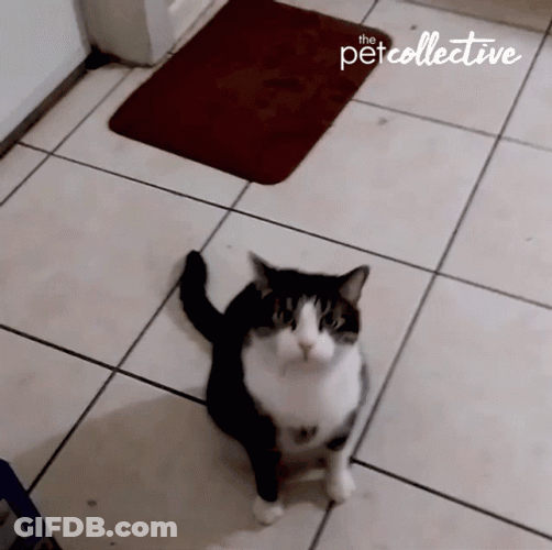 Cat Waving Paws Standing Up GIF