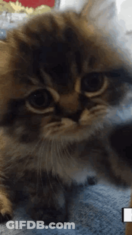 Cat Waving Touching Phone's Camera GIF