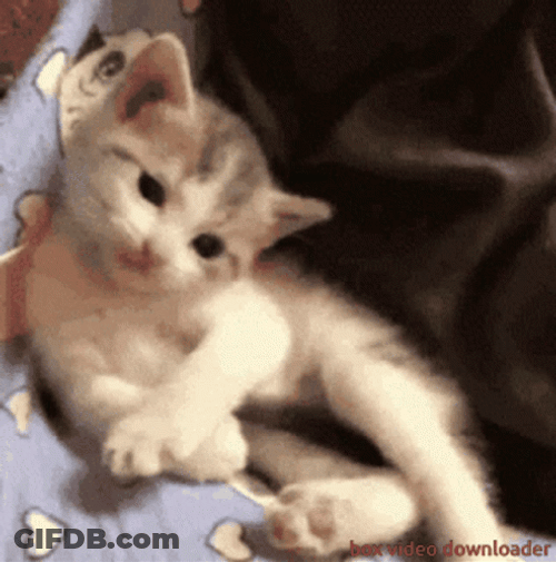 Cat Waving What's Up Human GIF