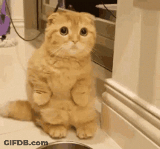 Cat Waving Where's Food Human GIF