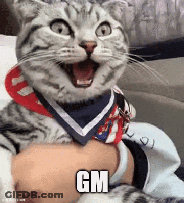 Cat Wearing Bandana And Scarf GIF