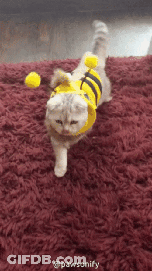 Cat Wearing Bee Costume GIF