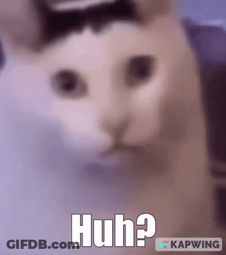 Cat Wearing Bow Tie Huh GIF