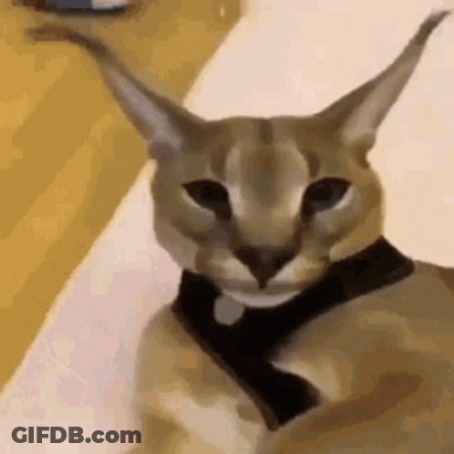 Cat Wearing Bow Tie GIF