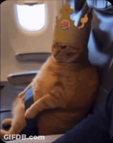 Cat Wearing Burger King Crown On Plane GIF