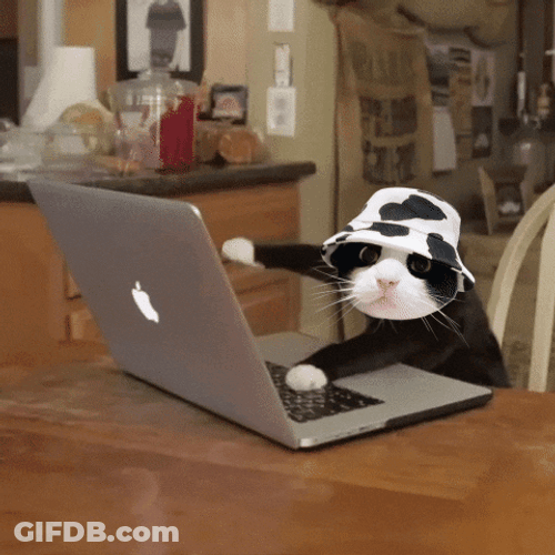 Cat Wearing Cap Typing Meme GIF