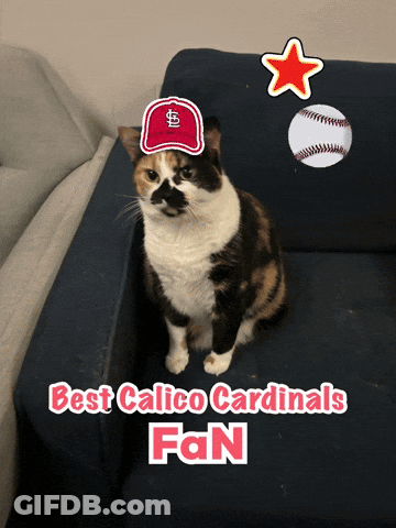Cat Wearing Cardinals Hat GIF