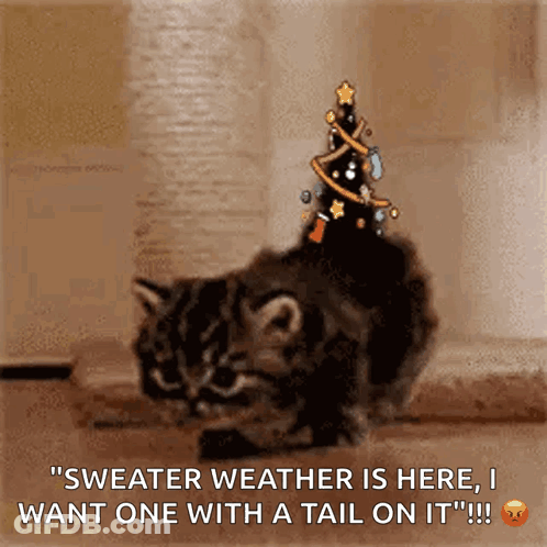 Cat Wearing Christmas Tree Hat Saying Sweater Weather GIF