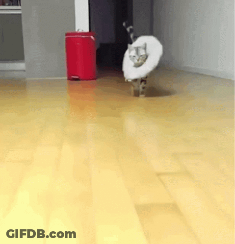 Cat Wearing Cone Walking GIF