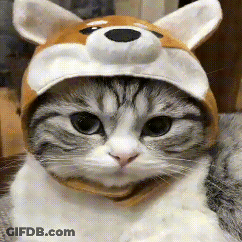 Cat Wearing Dog Head Hat GIF