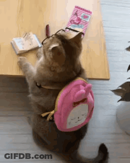 Cat Wearing Glasses And Pink Backpack GIF