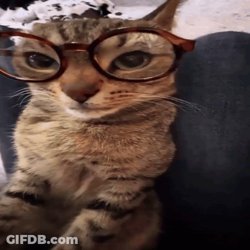 Cat Wearing Glasses Laying On Lap GIF