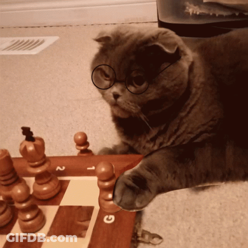 Cat Wearing Glasses On Chess Board GIF