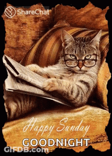 Cat Wearing Glasses Reading Newspaper GIF