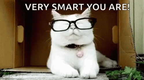 Cat Wearing Glasses Sitting In Box GIF
