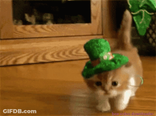Cat Wearing Green Hat Walking On Wooden Floor GIF
