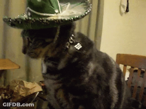 Cat Wearing Green Sombrero And Collar GIF