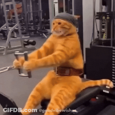 Cat Wearing Hat And Belt Riding Machine GIF