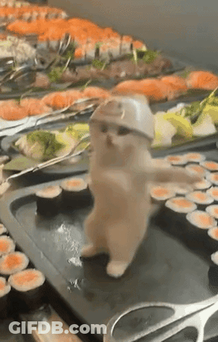 Cat Wearing Hat And Sunglasses Dancing At Sushi GIF