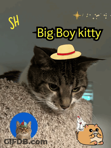 Cat Wearing Hat Big Boy Kitty GIF