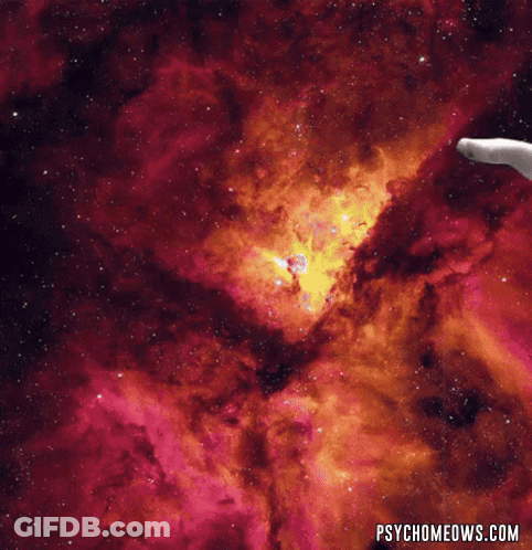 Cat Wearing Hat Raw GIF