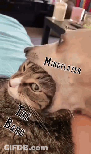 Cat Wearing Hat Reading Mindplayer The Bard GIF
