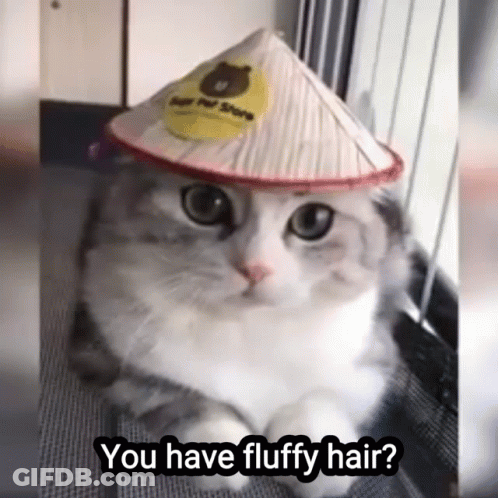 Cat Wearing Hat Saying You Have Fluffy Hair GIF