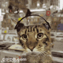 Cat Wearing Headphones Looking At Camera GIF