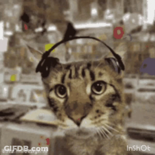 Cat Wearing Headphones Looking At Camera GIF