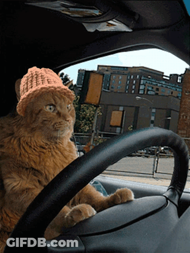 Cat Wearing Knitted Hat In Car GIF