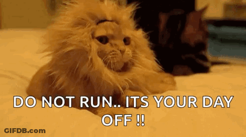 Cat Wearing Lion Wig On Bed GIF