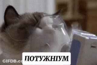 Cat Wearing Oxygen Mask Looking At Camera GIF