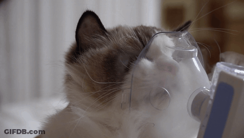 Cat Wearing Oxygen Mask With Blue Stripe GIF