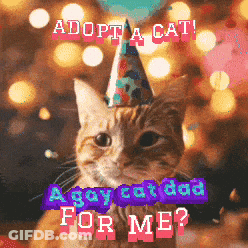 Cat Wearing Party Hat Adopt A Cat GIF