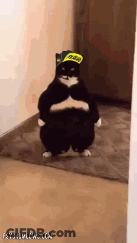 Cat Wearing Peanuts Hat GIF