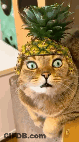 Cat Wearing Pineapple Hat Sitting On Couch GIF