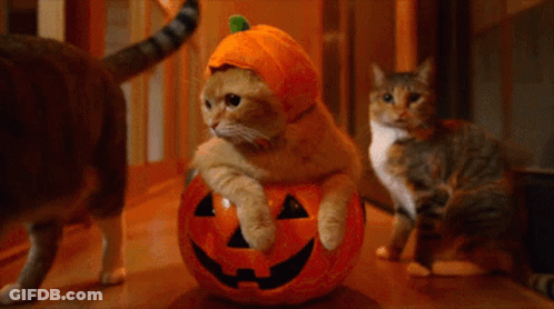 Cat Wearing Pumpkin Hat Laying On Pumpkin GIF