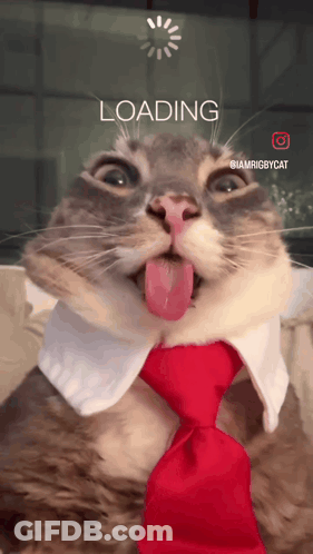 Cat Wearing Red Tie And White Collar Loading GIF