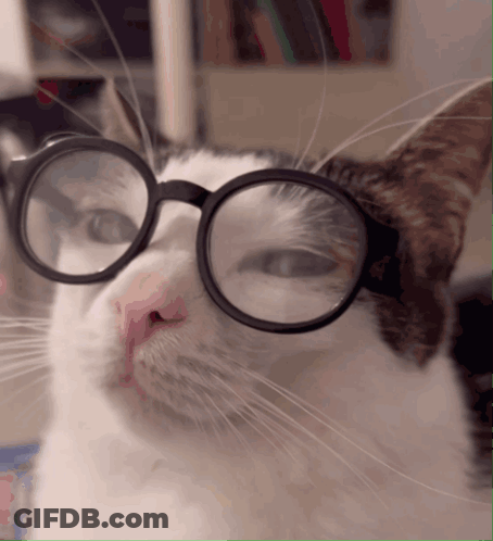 Cat Wearing Round Glasses GIF