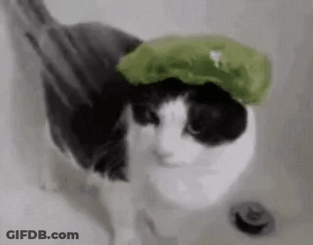 Cat Wearing Shower Cap Showering GIF
